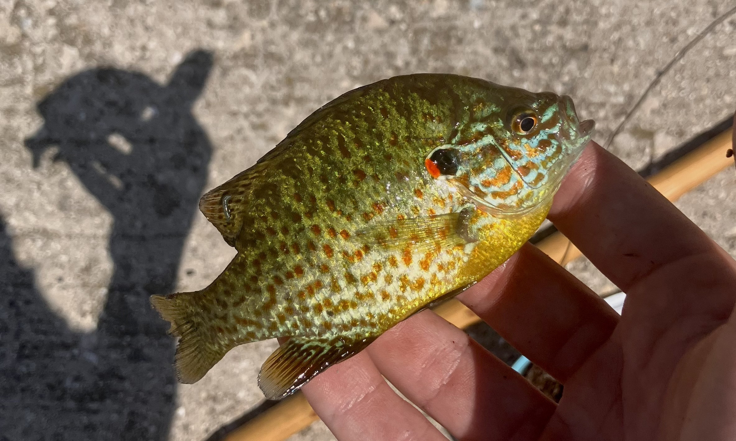 good tackle co